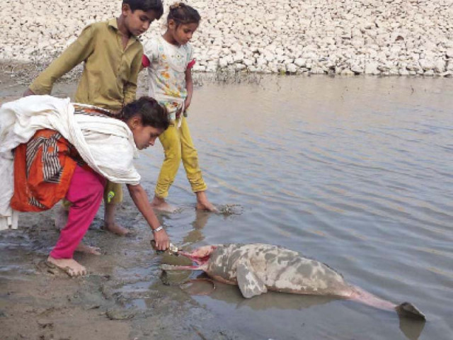 the dolphin was a female weighed around 18 kilogrammes and was four feet long an expert said the mammal seemed to be around 10 days old photo online the dolphin was a female weighed around 18 kilogrammes and was four feet long an expert said the mammal seemed to be around 10 days old photo online