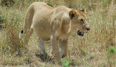 lions on the loose in kenyan capital lions on the loose in kenyan capital