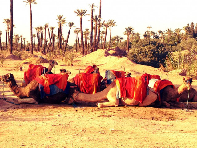 morocco the jewel of africa morocco the jewel of africa