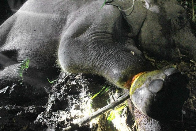 this picture taken on february 18 2016 shows a sick elephant calf after its leg became entangled at the balairaja wildlife sanctuary in bengkalis riau province photo afp this picture taken on february 18 2016 shows a sick elephant calf after its leg became entangled at the balairaja wildlife sanctuary in bengkalis riau province photo afp