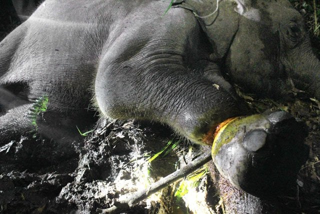 this picture taken on february 18 2016 shows a sick elephant calf after its leg became entangled at the balairaja wildlife sanctuary in bengkalis riau province photo afp