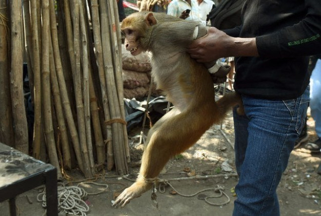 tourist feeding blamed for monkey aggression