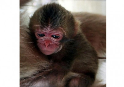 infant killed in fight between zoo monkeys in multan