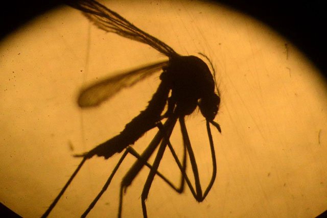 zika which is spread by mosquitos has been linked to microcephaly    a birth defect in which the infant is born with an abnormally small head photo afp