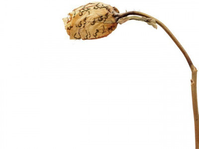 politics of language ormuri on brink of extinction