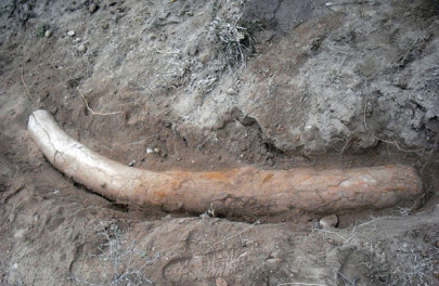 tusks found near jhelum are 3 million years old claims professor tusks found near jhelum are 3 million years old claims professor