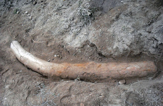this handout photograph taken on january 17 2016 and released by the university of punjab shows a stegodon tusk at the discovery site at padri village in jhelum district photo afp