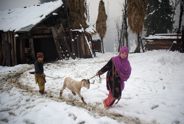 this photograph taken on november 12 2015 shows a pakistani kashmir girl pulling a sheep in the snow covered neelum valley in pakistan held kashmir a double row of fence and tangled concertina wire curves like a frankenstein stitch across the kashmir frontier blocking anything that might try to cross one of the world s most dangerous flashpoints including migrating wildlife environmentalists say photo afp