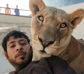 this arab boy s collection of pets will leave you bewildered