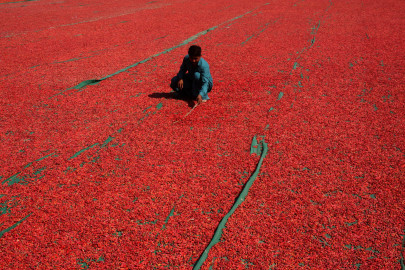 red hot chilli matters red hot chilli matters