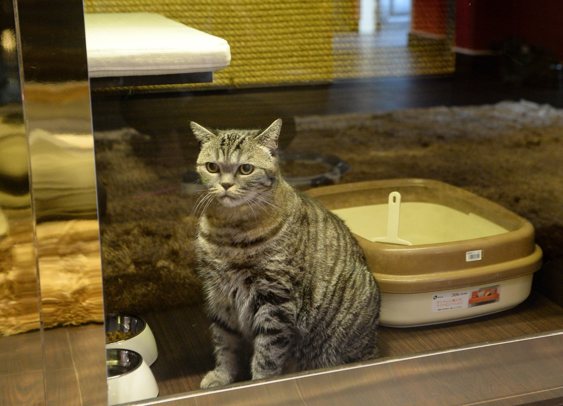 a pet cat looks out from its purrfection suite at the wagington luxury pet hotel in singapore on february 24 2016 photo afp