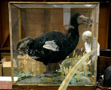bird brain dodos were not so dumb after all bird brain dodos were not so dumb after all