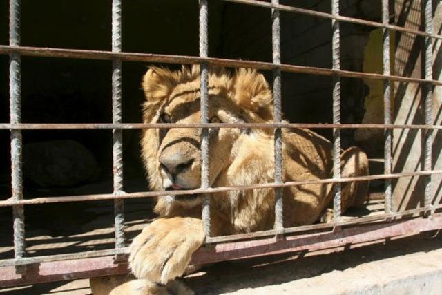 a lion sits inside its cage at a zoo in yemen 039 s southwestern city of taiz on february 22 2016 photo reuters