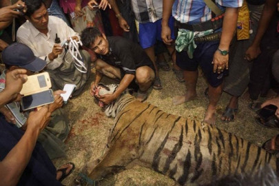 endangered tiger killed in myanmar after attack endangered tiger killed in myanmar after attack