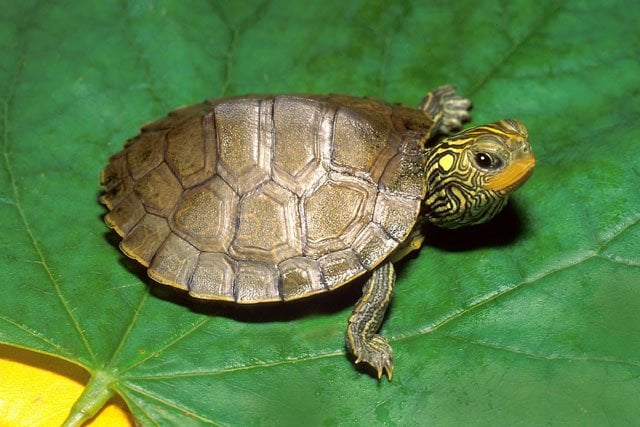 the turtles were contained in plastic bags and taped to yan 039 s legs photo wildlifedepartment