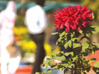 nature s bounty sukkur residents treated to a flower fiesta