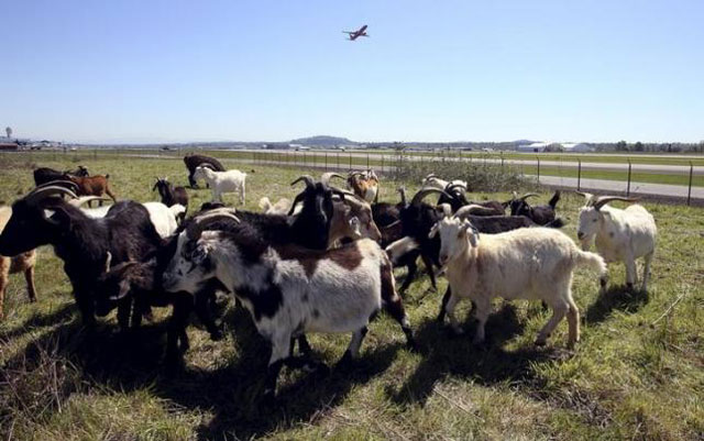 it is not the first time goats have been used as gasoline free lawn mowers poto reuters