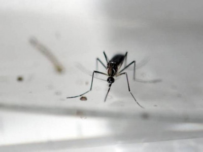 invasive asian mosquito species threatens african cities invasive asian mosquito species threatens african cities