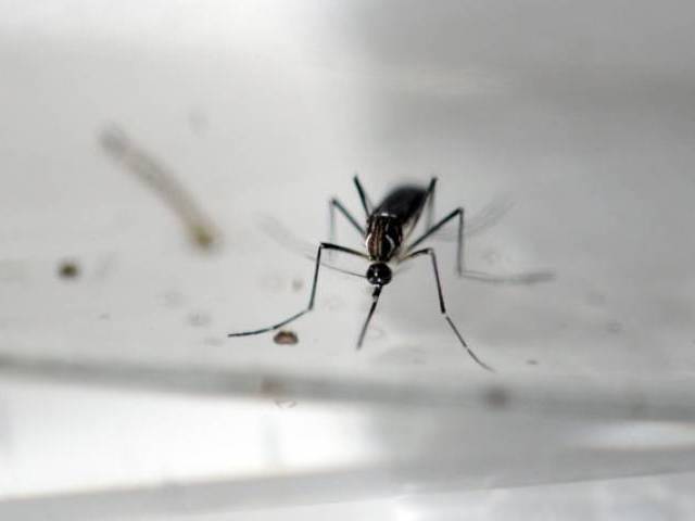 the latest count represents an increase of 5 695 new cases of the mosquito borne virus photo afp