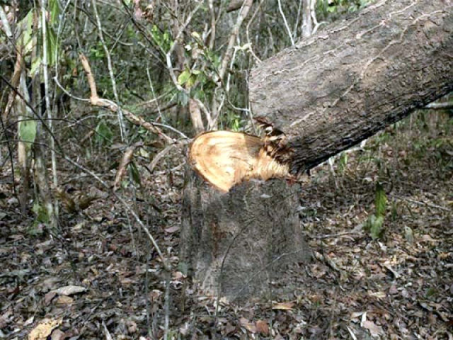 raw product of choice for local artisans is rose wood local wood only meets 20 of the demand photo file raw product of choice for local artisans is rose wood local wood only meets 20 of the demand photo file