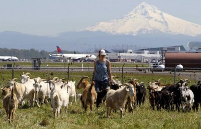 oregon city fires its grounds keeping goats with barnyard aroma