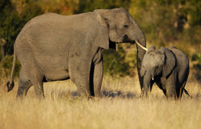 two lions 110 vultures poisoned at south africa s kruger park two lions 110 vultures poisoned at south africa s kruger park