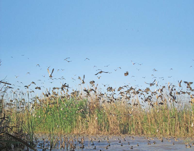 keenjhar lake residents are selling migratory birds such as mallard common teal pochard common pochard gadwall marbled teal and geese for meat despite the ban on their trade photo courtesy javed ahmed mahar