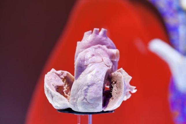 a plastinated human heart is on display at the european society of cardiology meeting venue in amsterdam september 2 2013 photo reuters