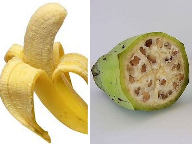 humans have been tweaking the genetics of our favorite produce for millennia photo file humans have been tweaking the genetics of our favorite produce for millennia photo file