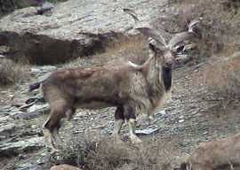 American bags season's first markhor in Chitral