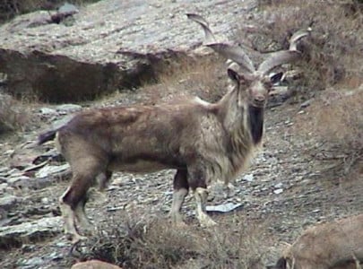 markhor population dwindling in chitral