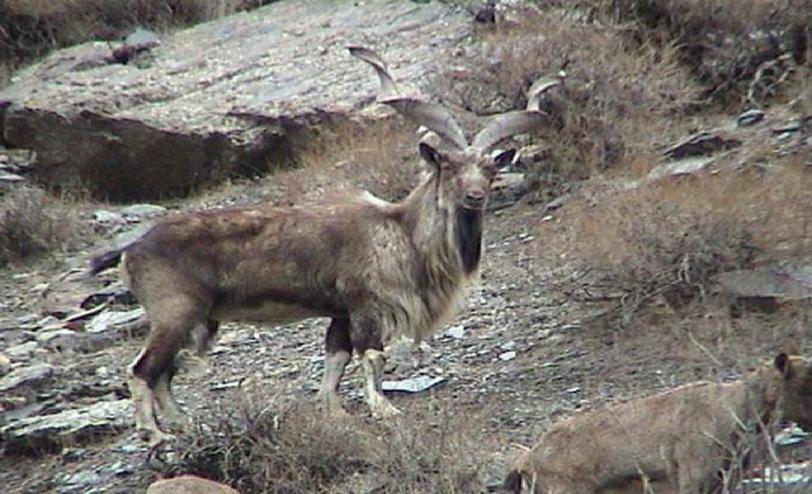 photo wildlifeofpakistan