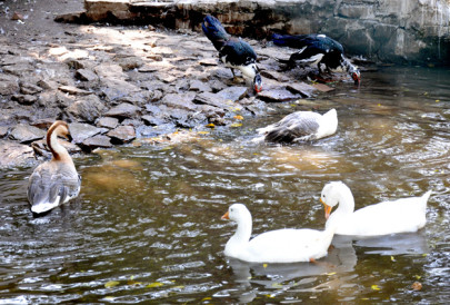 protection of wildlife birds and animals have nowhere to go protection of wildlife birds and animals have nowhere to go