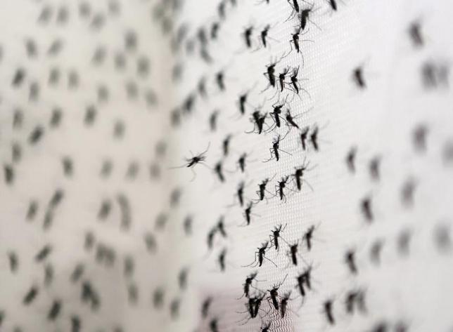 aedes aegypti mosquitoes are seen inside oxitec laboratory in campinas brazil february 2 2016 picture taken february 2 2016 photo reuters