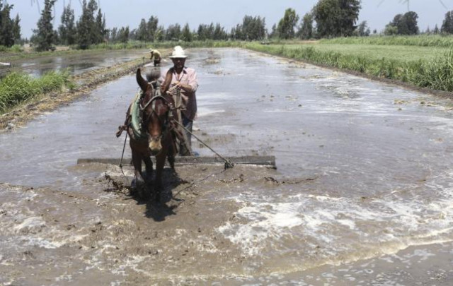 a farmer flattens the soil using a horse to prepare his land for growing rice in the 6th of october village in the nile delta province of al baheira northwest of cairo egypt in this may 22 2014 file photo photo reuters a farmer flattens the soil using a horse to prepare his land for growing rice in the 6th of october village in the nile delta province of al baheira northwest of cairo egypt in this may 22 2014 file photo photo reuters