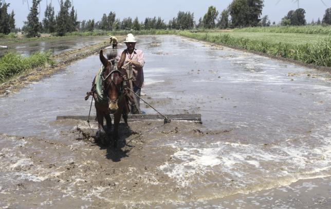 a farmer flattens the soil using a horse to prepare his land for growing rice in the 6th of october village in the nile delta province of al baheira northwest of cairo egypt in this may 22 2014 file photo photo reuters