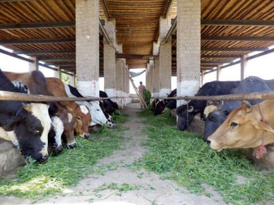 155 milk producing buffalos die after consuming toxic bread waste
