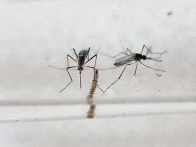 first case of zika virus detected in philippines since 2012 first case of zika virus detected in philippines since 2012