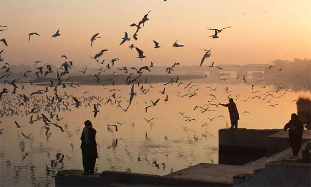world culture festival quot organised by one of india 039 s best known spiritual gurus sri sri ravi shankar spreads across 1 000 acres on the banks of the yamuna photo reuters world culture festival quot organised by one of india 039 s best known spiritual gurus sri sri ravi shankar spreads across 1 000 acres on the banks of the yamuna photo reuters