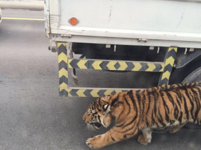 tiger on the loose in doha traffic jam tiger on the loose in doha traffic jam