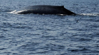 antarctic blue whales belong to three populations study