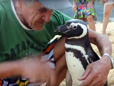 this penguin swims 8 000km every year to visit man who saved his life