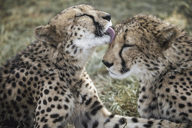 a cheetah licks her sibling in an enclosure at the cheetah conservation fund in otjiwarongo namibia photo afp a cheetah licks her sibling in an enclosure at the cheetah conservation fund in otjiwarongo namibia photo afp