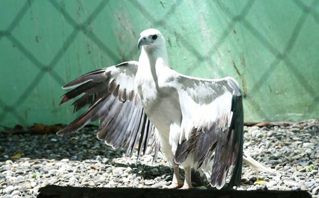 eagles are regarded as a quot highly protected quot species under sri lanka 039 s strict conservation laws photo afp