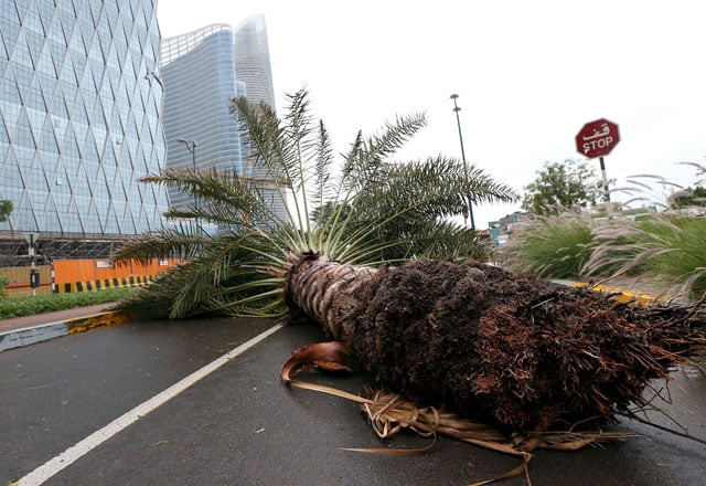 fallen tree is seen during a rainstorm in abu dhabi uae march 9 2016 photo reuters fallen tree is seen during a rainstorm in abu dhabi uae march 9 2016 photo reuters