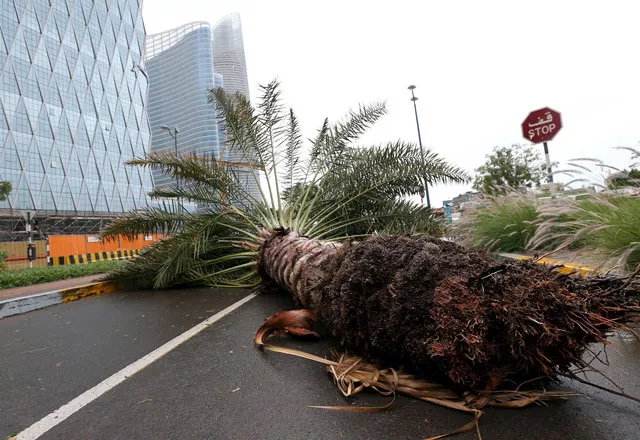 fallen tree is seen during a rainstorm in abu dhabi uae march 9 2016 photo reuters fallen tree is seen during a rainstorm in abu dhabi uae march 9 2016 photo reuters