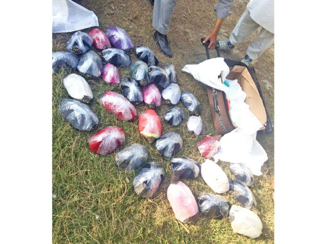 some of the turtles seized at faisalabad international airport on march 8 photo wwf p some of the turtles seized at faisalabad international airport on march 8 photo wwf p