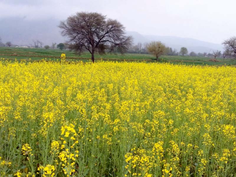 a mustard field in haripur photo express