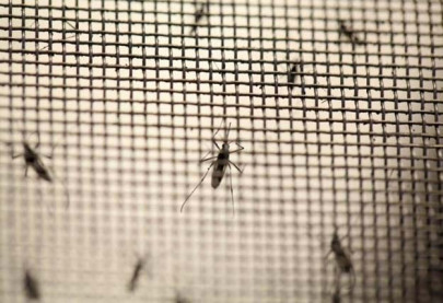 mosquitoes rapid spread poses threat beyond zika