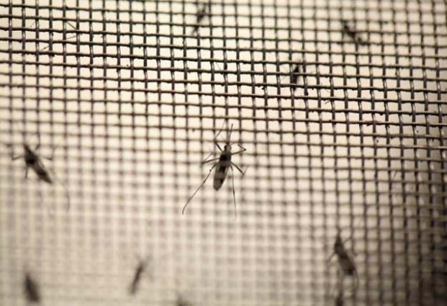aedes aegypti mosquitoes are seen at the laboratory of entomology and ecology of the dengue branch of the us centers for disease control and prevention in san juan march 6 2016 picture taken march 6 2016 reuters aedes aegypti mosquitoes are seen at the laboratory of entomology and ecology of the dengue branch of the us centers for disease control and prevention in san juan march 6 2016 picture taken march 6 2016 reuters